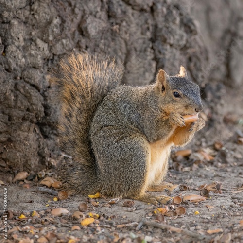 Fox Squirrel © Michael