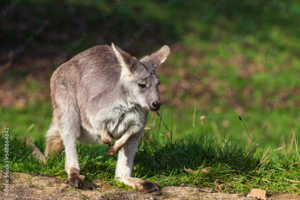 Beautiful little kangaroo on a green meadow Beautiful little kangaroo on a green meadow