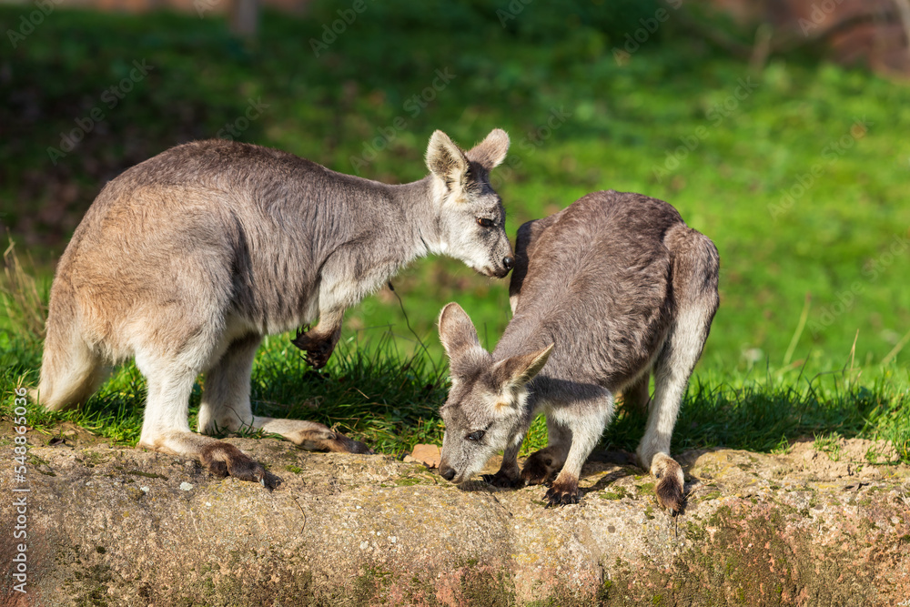 Fototapeta premium Beautiful little kangaroo on a green meadow