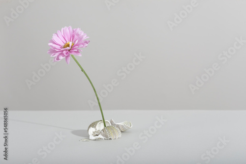 plant, flower and shade against a harsh light white background