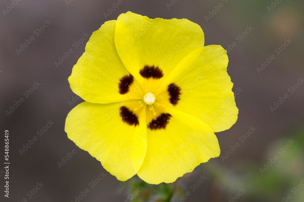 yellow flower yellow flower