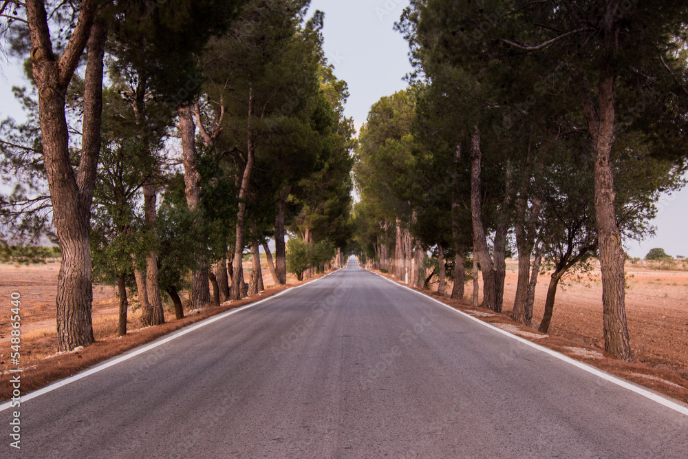 Fototapeta premium Carretera y pinos