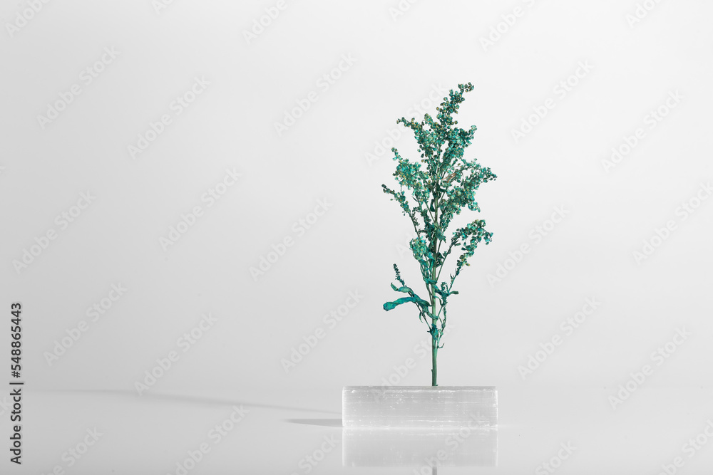 Obraz premium plant, flower and shade against a harsh light white background