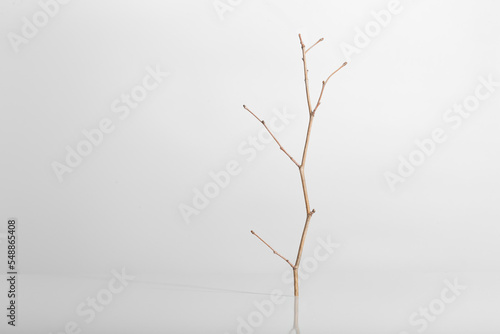 twig,glass and shade against a harsh light white background © denizbayram