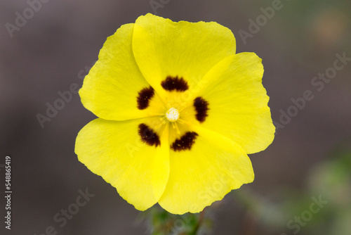 yellow flower