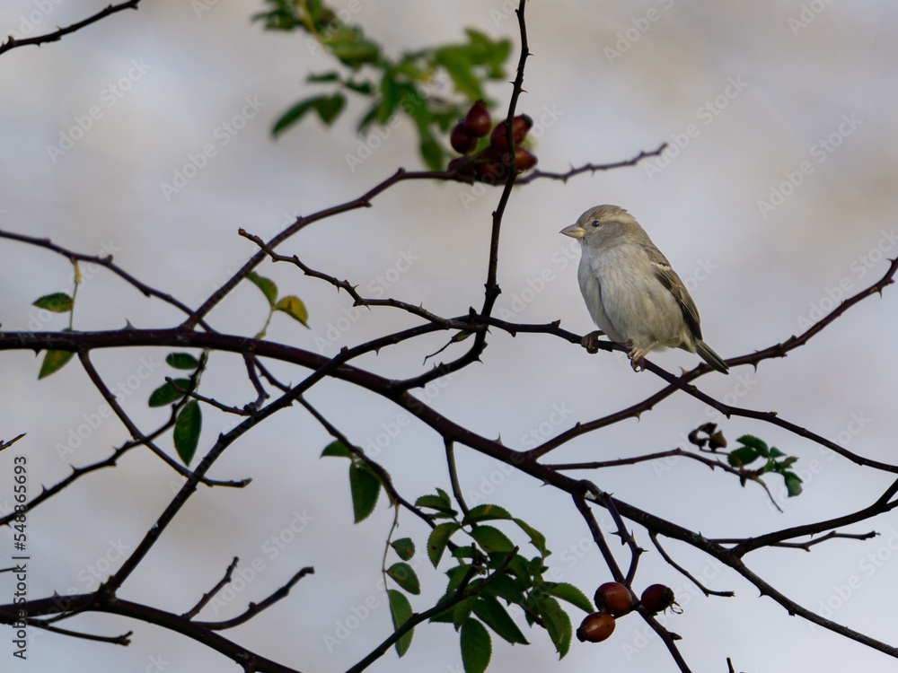 House Sparrow on a branch
