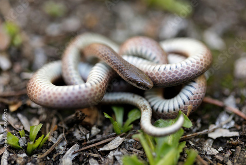 Forest sharp-tailed snake in defensive posture. El Corte de Madera Creek Preserve, San Mateo County, California, USA.