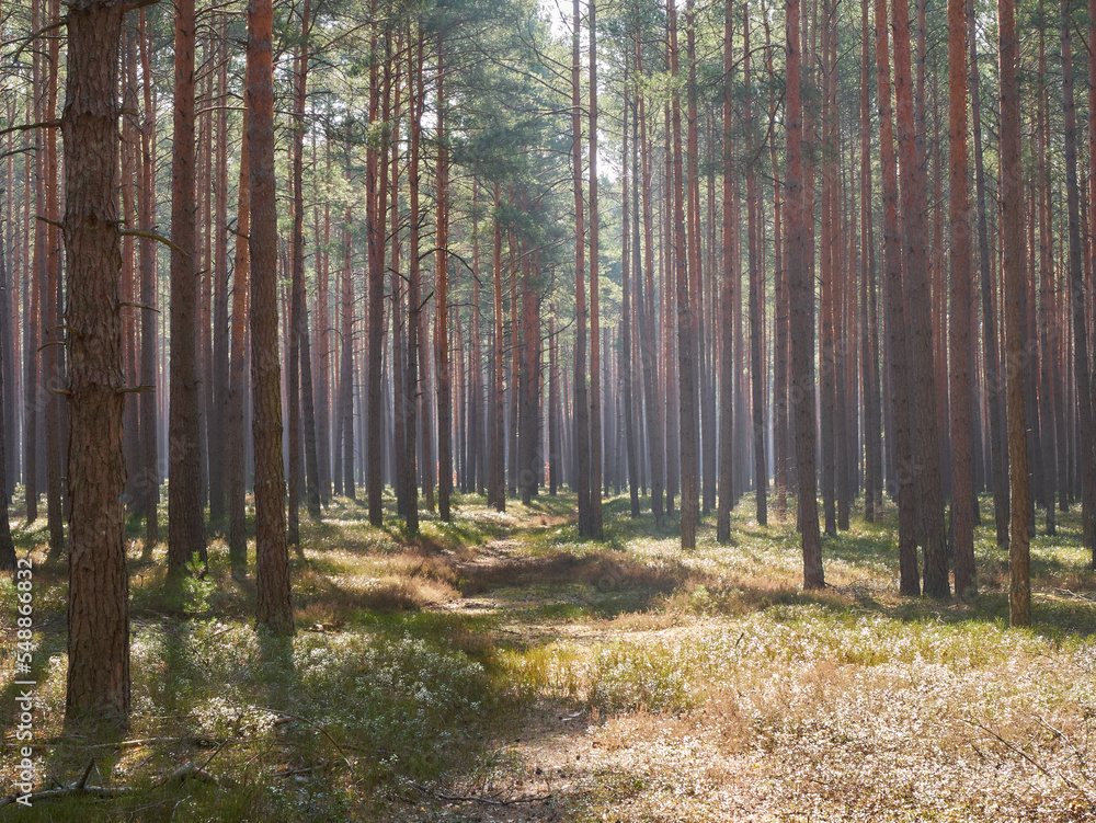 Fototapeta premium Morning sun in the pine forest