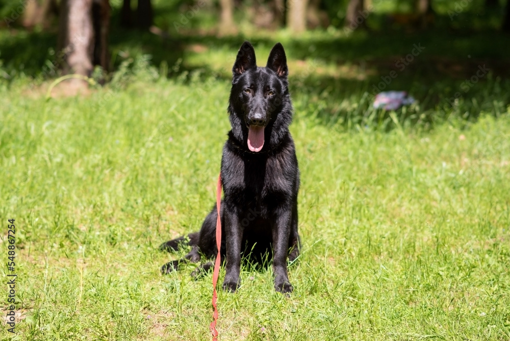 Black german shepherd sitting on green grass, side view Black german shepherd sitting on green grass, side view