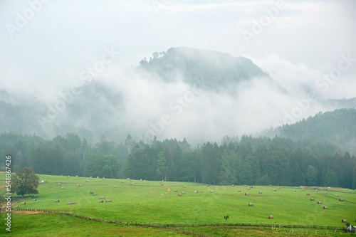 Foggy autumn landscape