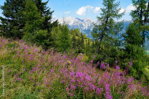 a hiking trail overlooking the beautiful alpine landscape with lush green alpine meadows full of pink flowers in the Austrian Alps of the Schladming-Dachstein region (Steiermark, Austria) © Julia