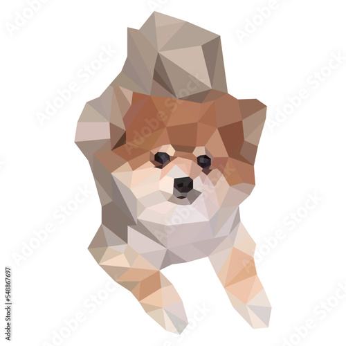 dog pomeranian polygon