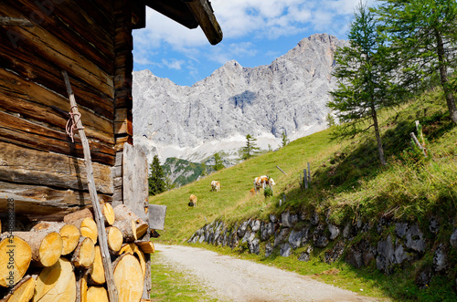 alpine cows grazing on a sunny summer day in the alpine valley by the foot of Dachstein mountain in the Schladming-Dachstein region of the Austrian Alps (Steiermark or Styria, Austria)