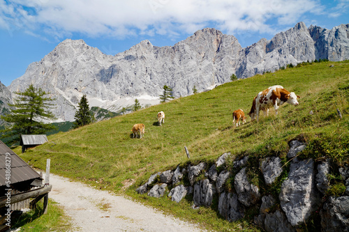 cows grazing on a sunny summer day in the alpine valley by the foot of Dachstein mountain in the Schladming-Dachstein region of the Austrian Alps (Steiermark or Styria, Austria)