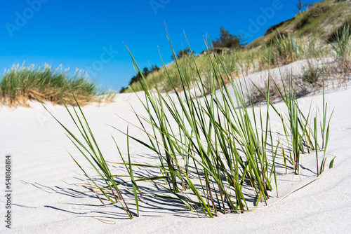 A clump of grass among the sand on the beach