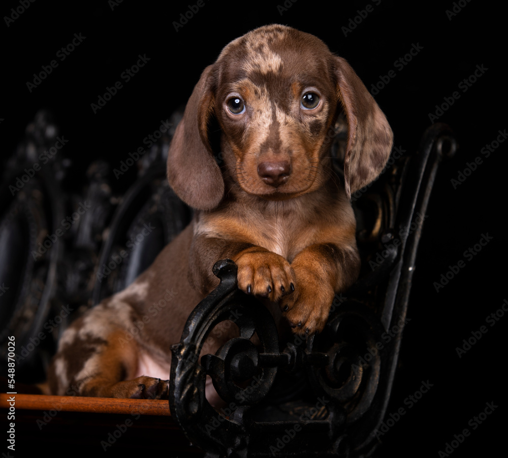 marble-colored dachshund on a decorative bench