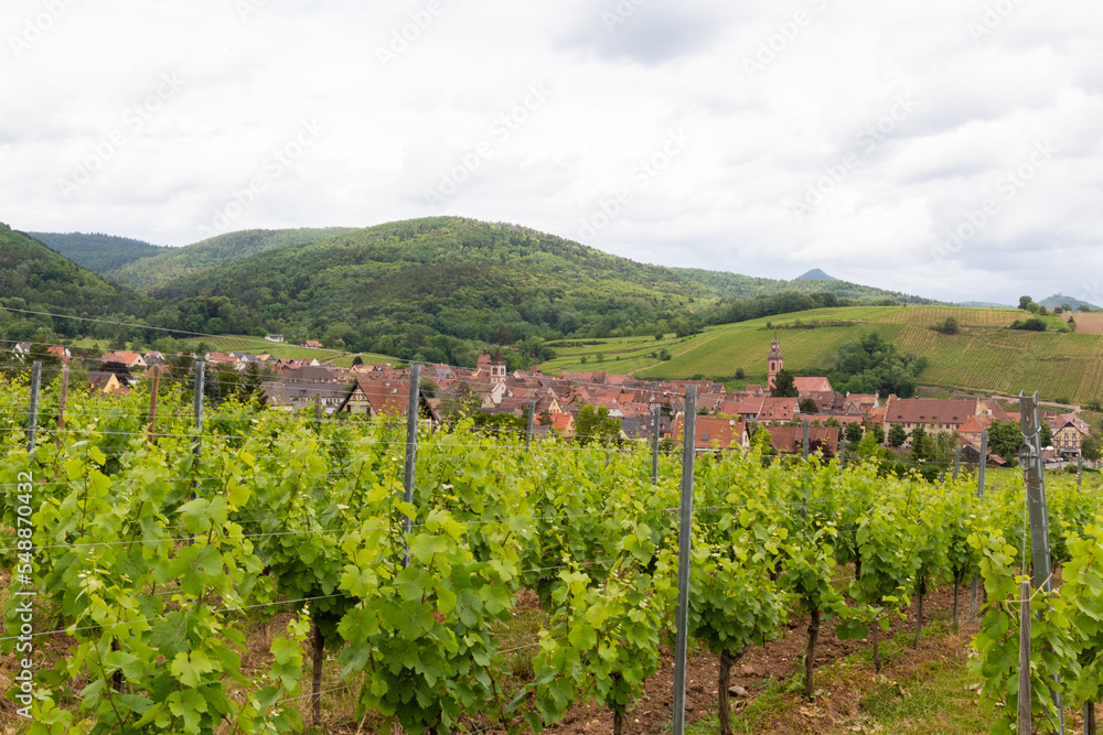 Vineyards in the French countryside to produce wine in the Alsace area, with villages in the background of the vineyards