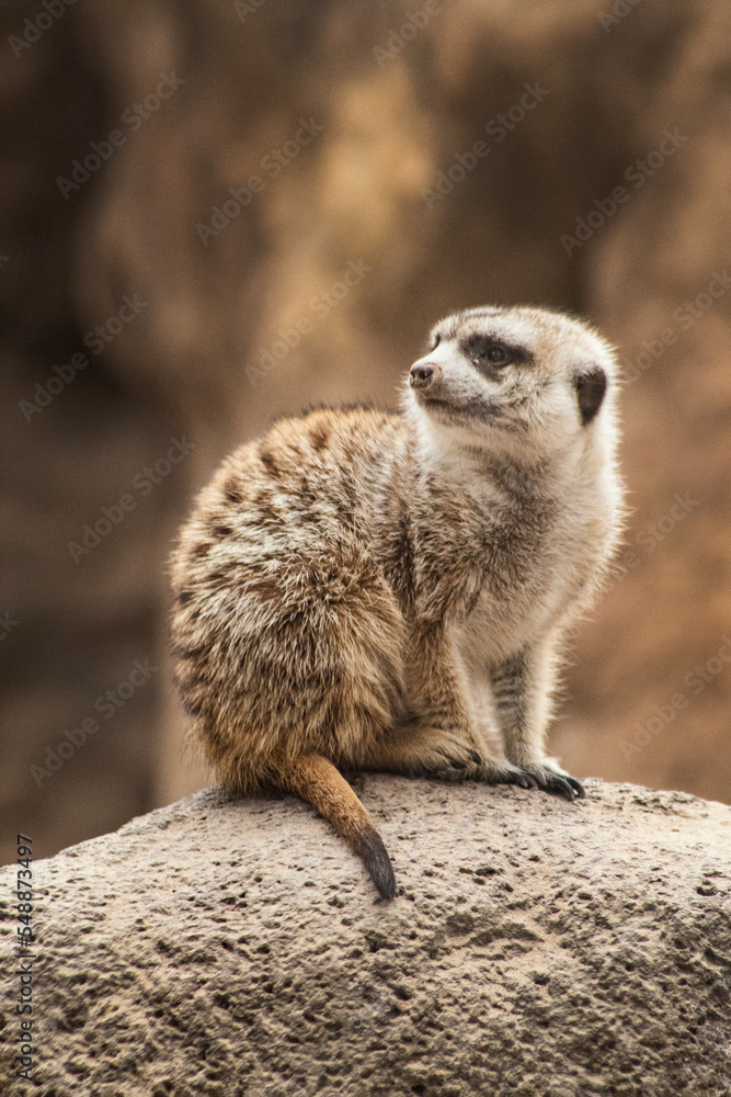 Fototapeta premium Retrato suricata. Mirada suricata.