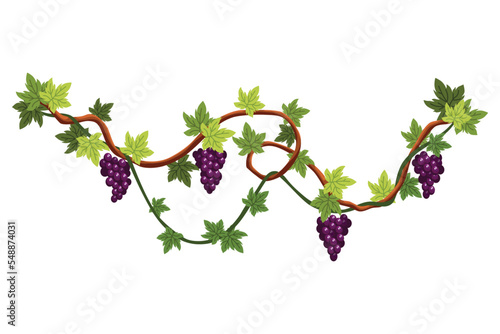 Grape bunch. Cluster of berries and leaves. Grape vine, decorative climbing plant. Fruit, growing healthy food isolated on white background