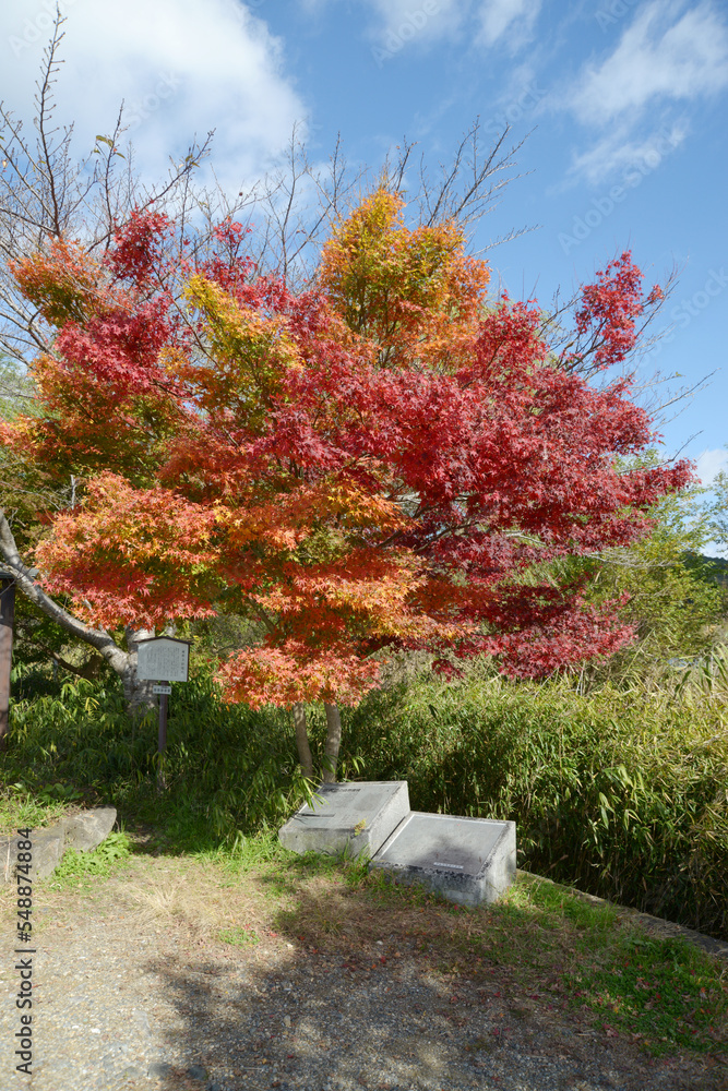 秋の広沢池　池畔の紅葉　京都市右京区嵯峨