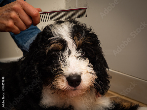Combing dog (bernedoodle puppy)