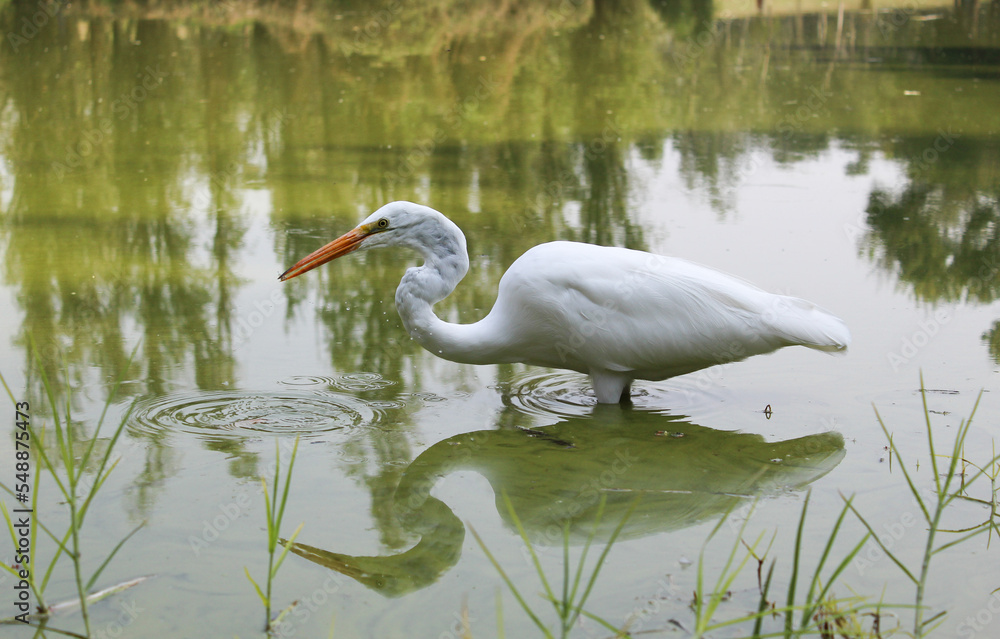 Obraz premium Garza de plumaje blanco.