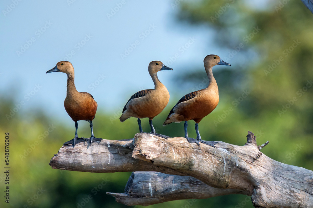 Lesser whistling-duck or Dendrocygna javanica perches on a tree Lesser whistling-duck or Dendrocygna javanica perches on a tree