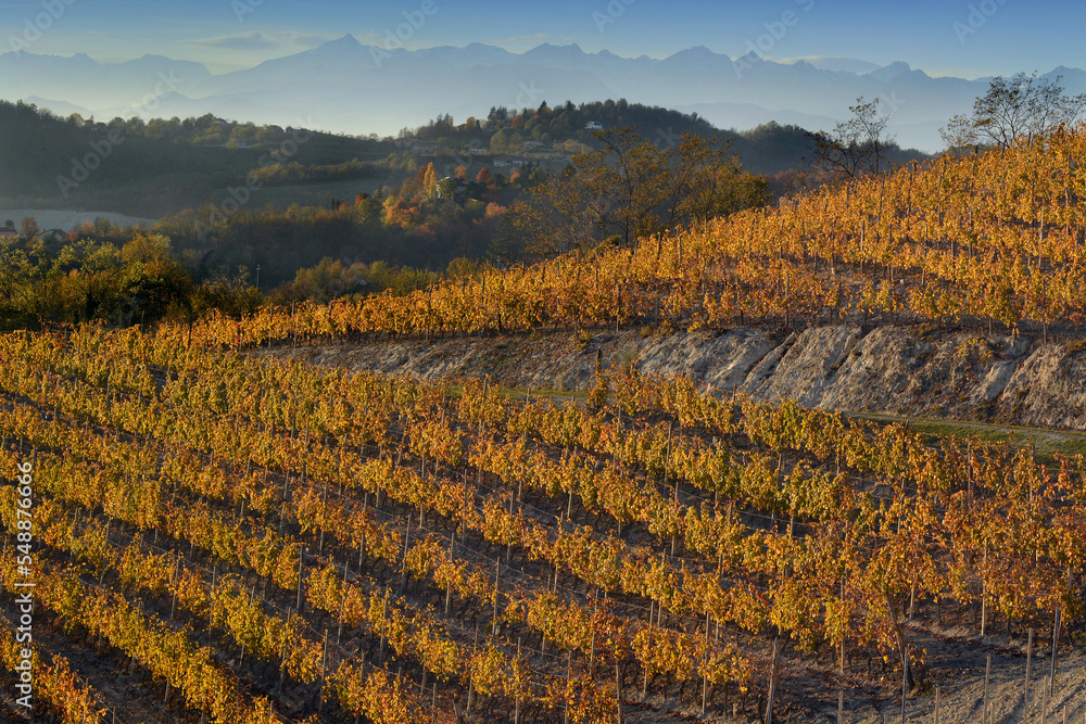 View on colorful vineyards of Langhe Roero Monferrato, UNESCO World Heritage in Piedmont, Italy in autumn season with Alps mountain in background.