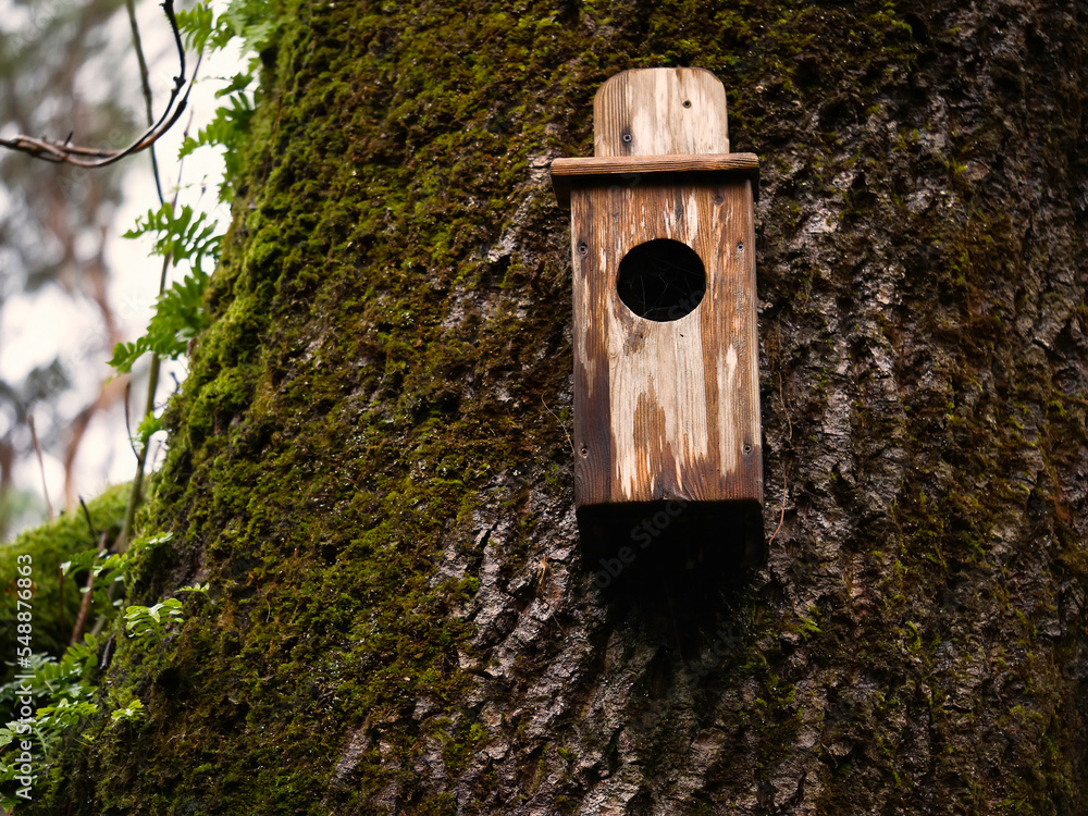 Wooden bird hose mounted on a tree in a park, Animal care concept. Creating conditions to increase birds population growth.