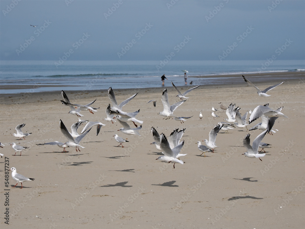 Black-headed gulls (Chroicocephalus ridibundus) in flight (winter plumage) on a Somme beach in France