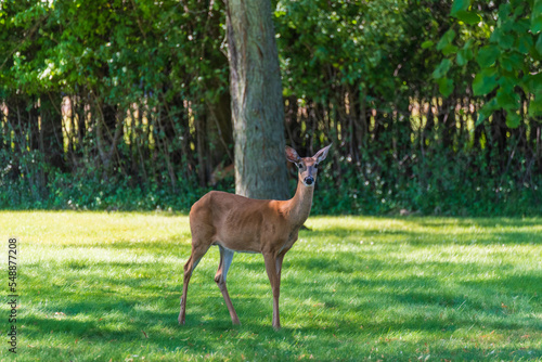Urban White-tailed Doe Deer On The Grass In Summer