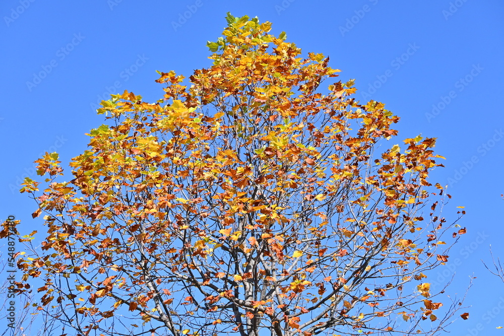 American tulip tree.   Magnoliaceae deciduous tree. It grows quickly and has a good shape, so it is used as a street tree or a park tree.