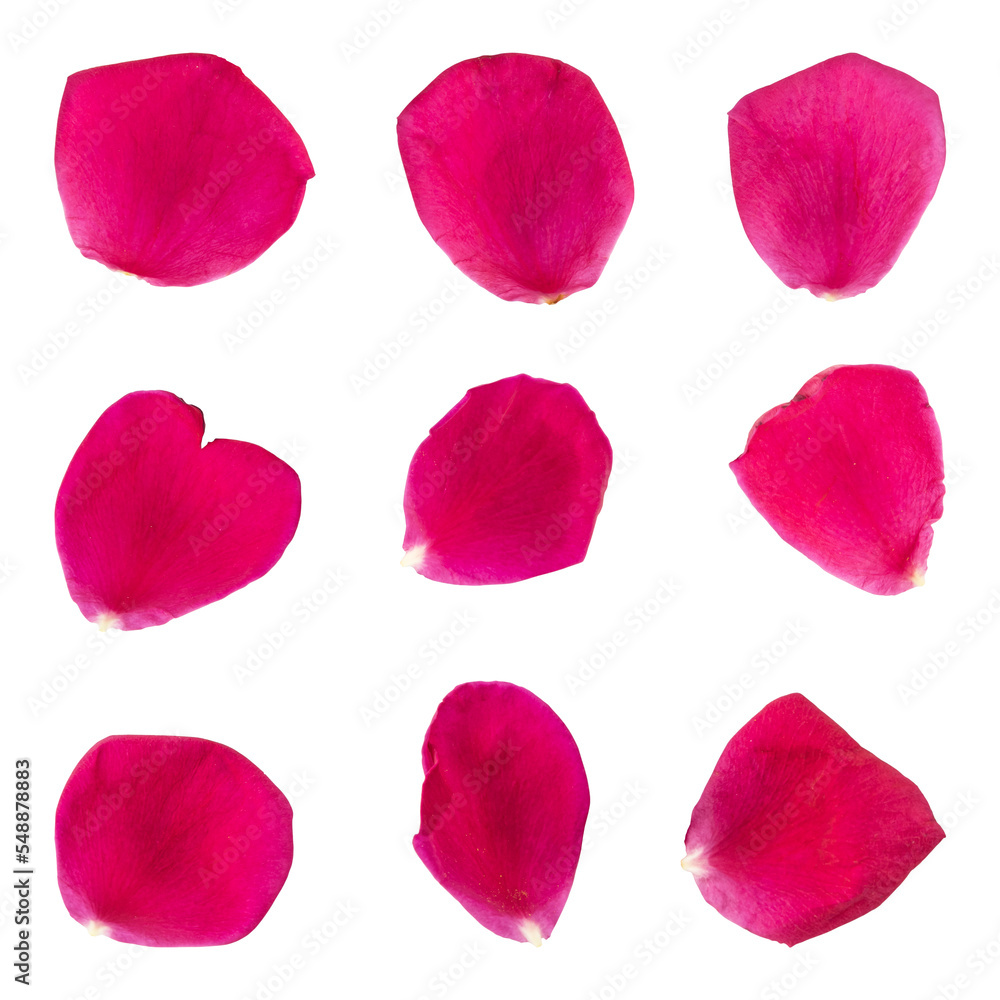 Collection of rose flower petals isolated on transparent background Collection of rose flower petals isolated on transparent background