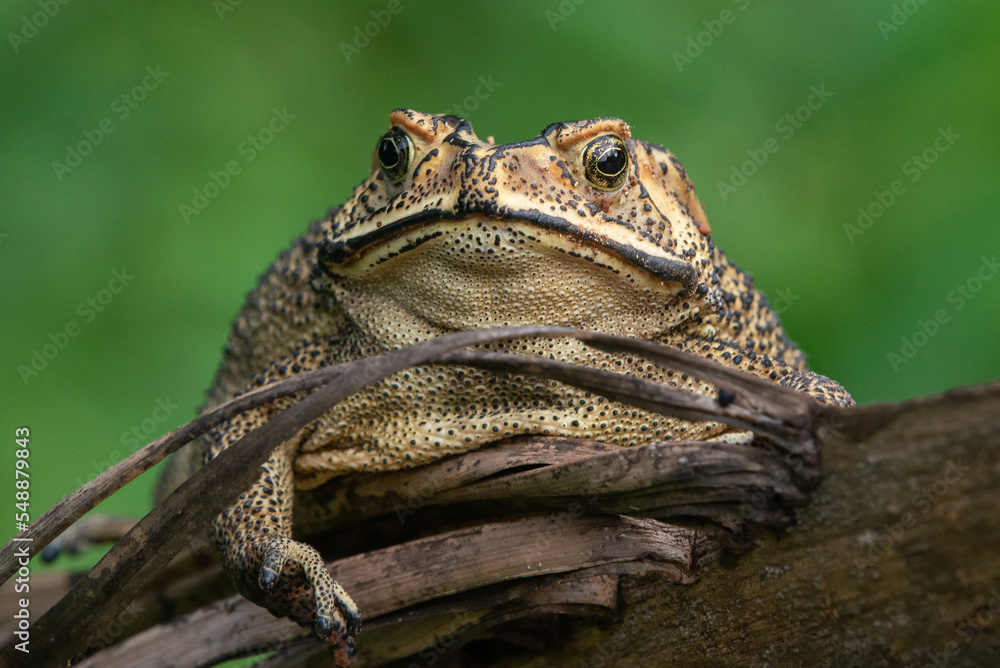 Obraz premium Close up of an asian common toad Duttaphrynus melanostictus with bokeh background 