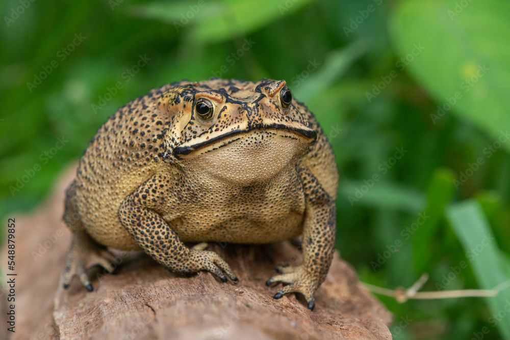 Close up of an asian common toad Duttaphrynus melanostictus with bokeh background Close up of an asian common toad Duttaphrynus melanostictus with bokeh background