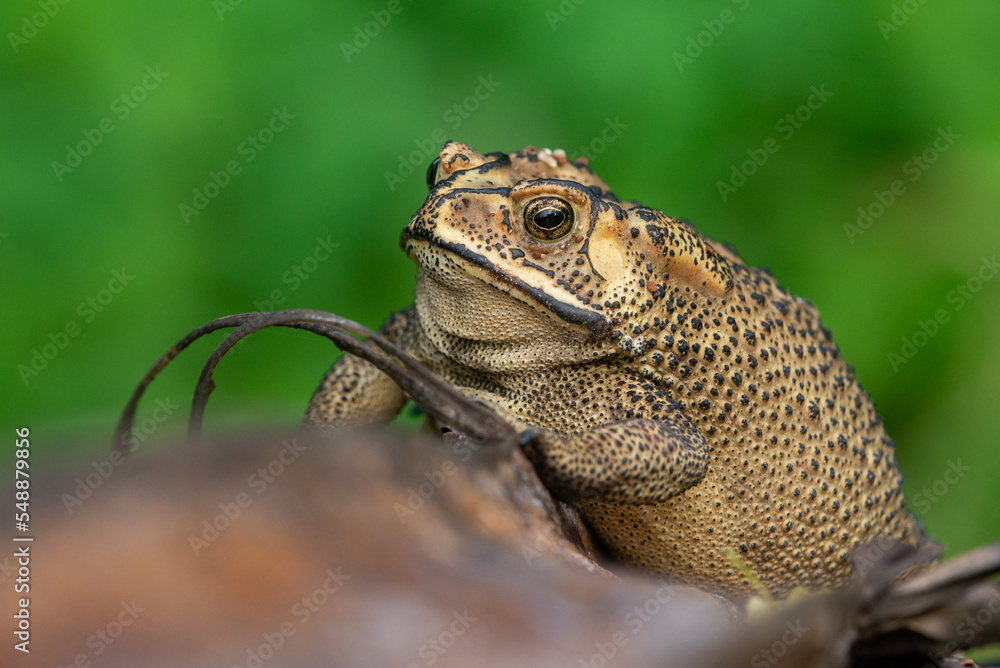 Obraz premium Close up of an asian common toad Duttaphrynus melanostictus with bokeh background 