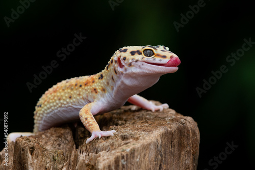 A cute yellow leopard gecko posing on a chunk of wood with black background 