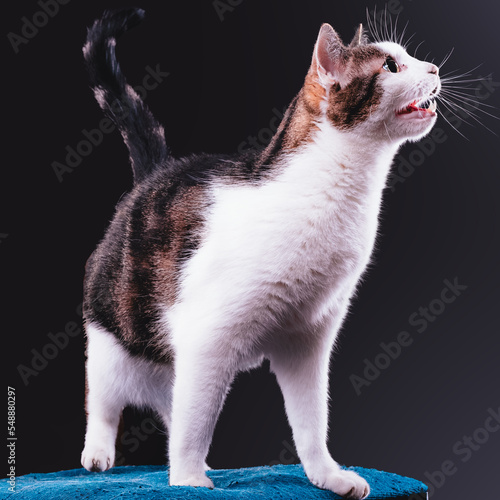 cute cat asking for food