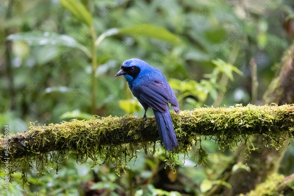 Naklejka premium Turquoise Jay from the forest of Ecuador
