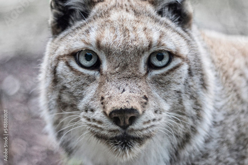 Lynx looking at camera © San G