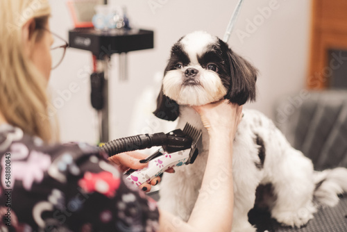 proffesional groomer cutting dogs hair