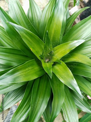 ornamental plant with green leaves  reflecting sunlight