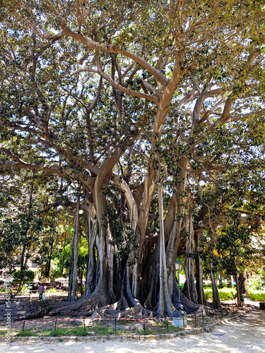 secular tree - close-up