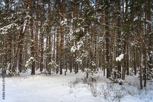 Fototapeta Naklejka Na Ścianę i Meble -  forest in winter