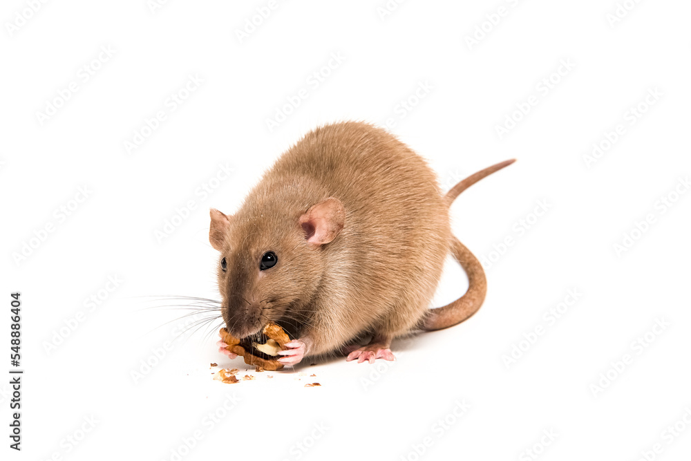 Brown domestic rat Dumbo on a white background eating a nut Brown domestic rat Dumbo on a white background eating a nut