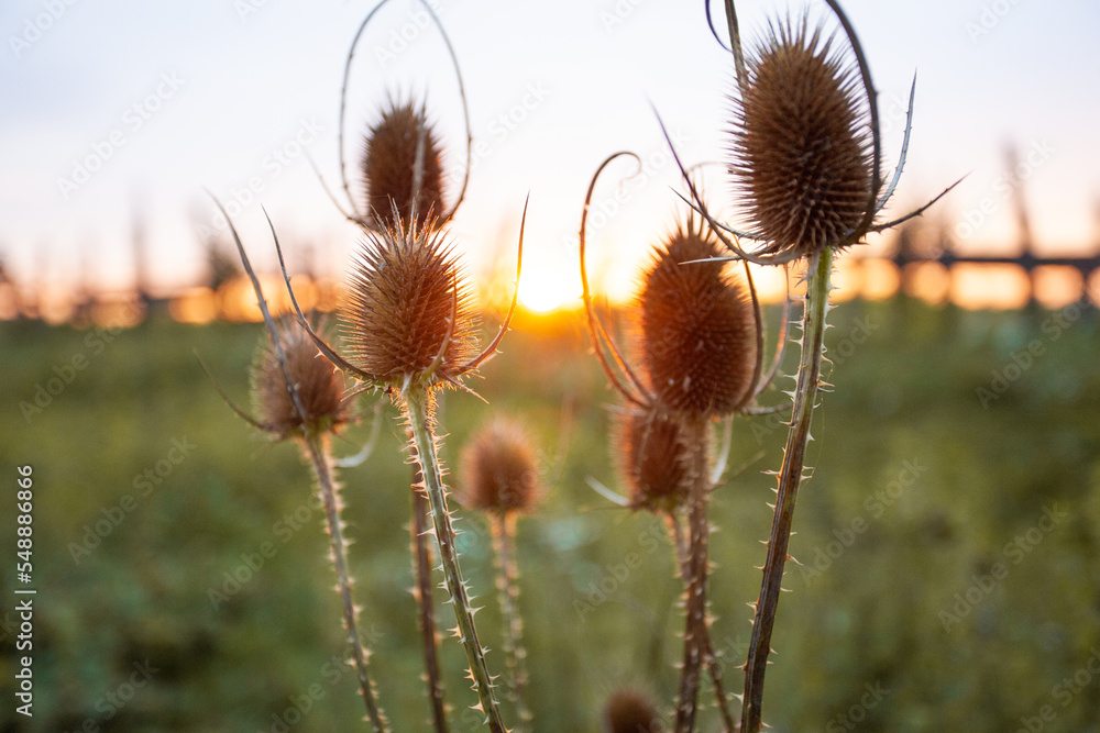 beautiful dry thistle flower at sunset beautiful dry thistle flower at sunset