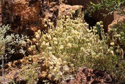 After a good rainy season outback Queensland is covered in fluffy pink or white mulla mulla flowers  Ptilotus Exaltatus  also known as lamb s tail or foxtail.