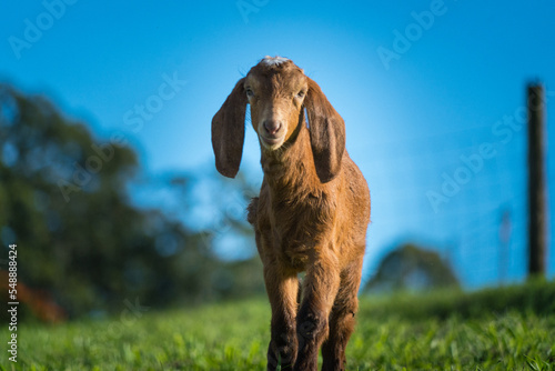 goat on the meadow