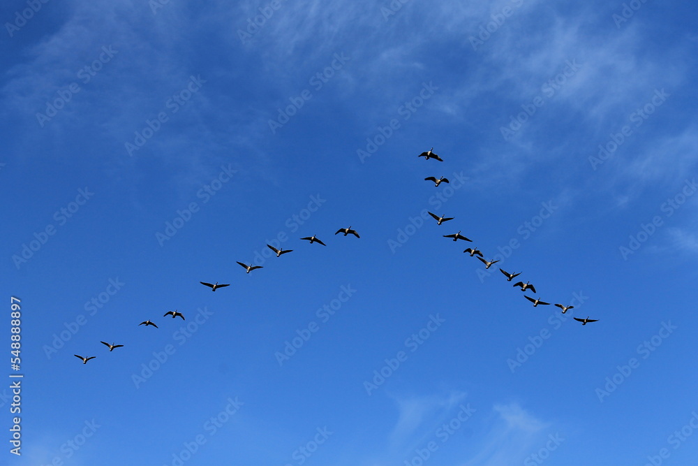 geese flock in the air geese flock in the air