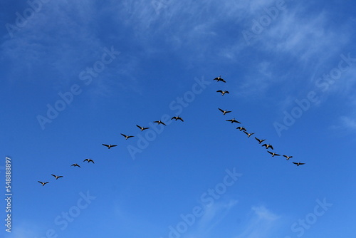 geese flock in the air
